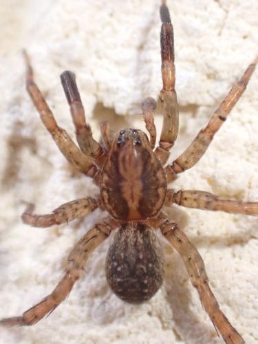 Trochosa terricola